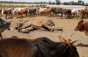 Cattle rustling,Drought stokes,Kenyan cattle herders,northern Kenya,Kenya,political rivalries,ethnic tribes,tribes