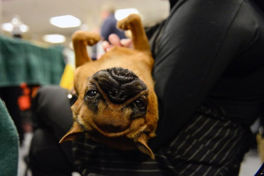 A Brussels Griffon relaxes on its owner's lap backstage at the 141st Westminster Kennel Club Dog Show, in New York City, U.S. February 13, 2017. Westminster Kennel Club Dog Show,dogs at Westminster Kennel Club Dog Show,cats at Westminster Kennel Club Dog Show,Westminster Kennel Club Dog Show 2017,Westminster Kennel Club Dog Show pics,Westminster Kennel Club Dog Show images,Westminster Kennel Club