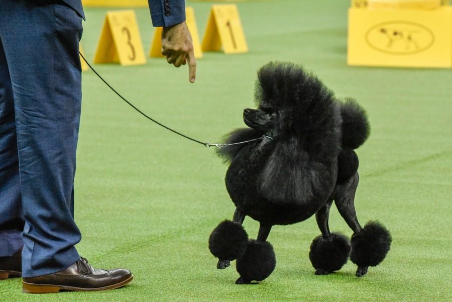 Aftin, a Miniature Poodle, wins the Non-Sporting group at the 141st Westminster Kennel Club Dog Show, in New York City, U.S. February 13, 2017. Westminster Kennel Club Dog Show,dogs at Westminster Kennel Club Dog Show,cats at Westminster Kennel Club Dog Show,Westminster Kennel Club Dog Show 2017,Westminster Kennel Club Dog Show pics,Westminster Kennel Club Dog Show images,Westminster Kennel Club