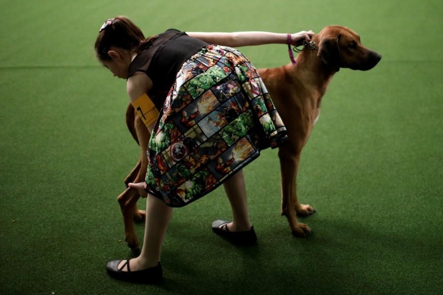 A young handler poses her Rhodesian Ridgeback during competition at the 141st Westminster Kennel Club Dog Show in New York City, U.S. February 13, 2017. Westminster Kennel Club Dog Show,dogs at Westminster Kennel Club Dog Show,cats at Westminster Kennel Club Dog Show,Westminster Kennel Club Dog Show 2017,Westminster Kennel Club Dog Show pics,Westminster Kennel Club Dog Show images,Westminster Kennel Club