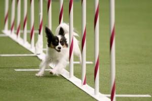 Westminster Kennel Club Dog Show,dogs at Westminster Kennel Club Dog Show,cats at Westminster Kennel Club Dog Show,Westminster Kennel Club Dog Show 2017,Westminster Kennel Club Dog Show pics,Westminster Kennel Club Dog Show images,Westminster Kennel Club