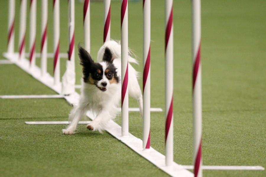 Sparkle, a Papillon, competes in the Masters Agility Championship Finals competition. Westminster Kennel Club Dog Show,dogs at Westminster Kennel Club Dog Show,cats at Westminster Kennel Club Dog Show,Westminster Kennel Club Dog Show 2017,Westminster Kennel Club Dog Show pics,Westminster Kennel Club Dog Show images,Westminster Kennel Club