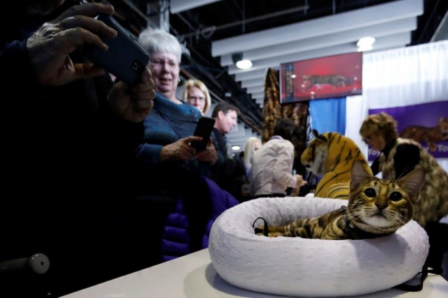 Attendees look at Tony the Tiger, a Toyger cat. Westminster Kennel Club Dog Show,dogs at Westminster Kennel Club Dog Show,cats at Westminster Kennel Club Dog Show,Westminster Kennel Club Dog Show 2017,Westminster Kennel Club Dog Show pics,Westminster Kennel Club Dog Show images,Westminster Kennel Club