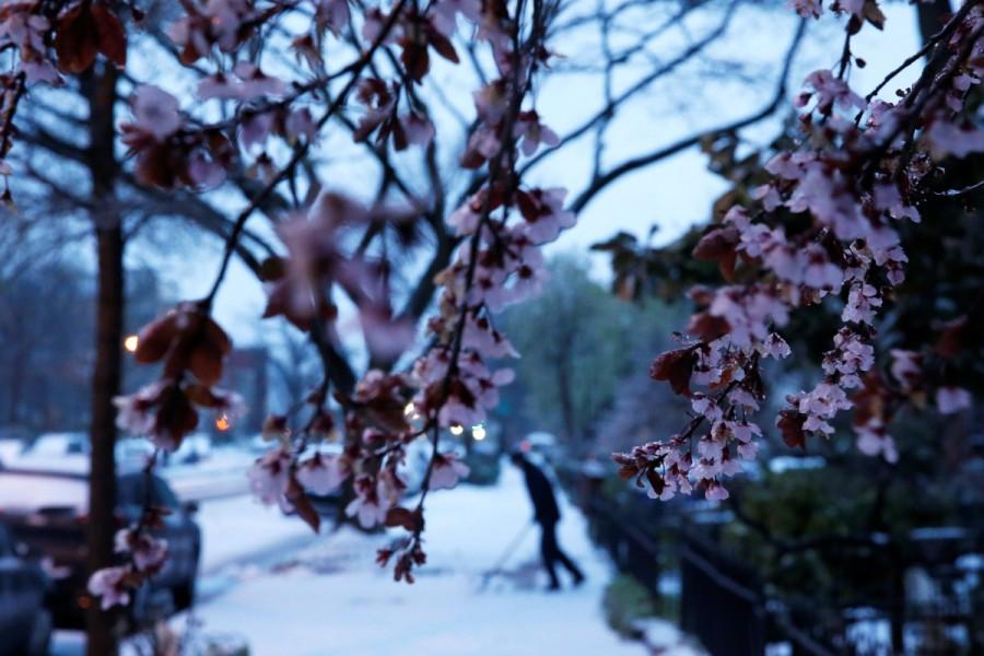 Ice coats a tree that had already begun to blossom for spring, as frozen rain falls on Capitol Hill, in Washington. Blizzard blankets,Snow blankets,Blizzard blankets the Northeast,northeastern United States,United States,Snow at United States
