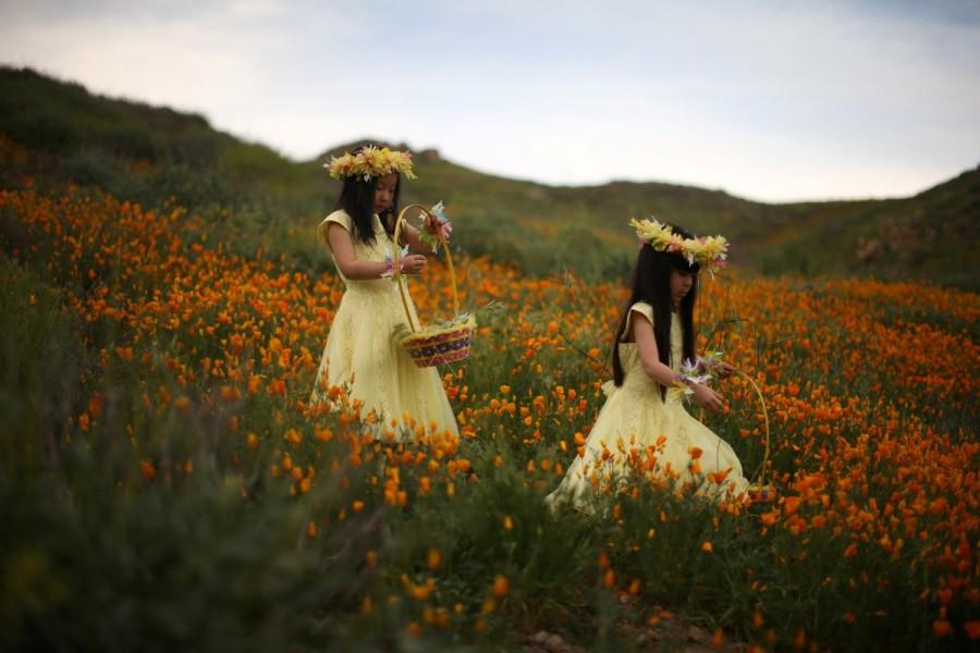 Julia Lu, 5, (L) and Amy Liu, 5, walk through a massive spring wildflower bloom caused by a wet winter in Lake Elsinore, California. California,Southern California,California's desert blooms,wildflower bloom,biggest wildflower bloom