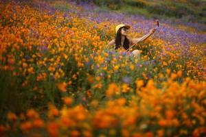 California,Southern California,California's desert blooms,wildflower bloom,biggest wildflower bloom