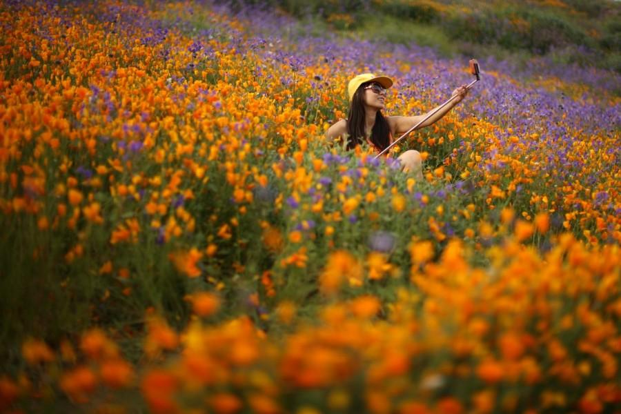 A woman uses a selfie stick to photograph herself in a massive spring wildflower bloom caused by a wet winter in Lake Elsinore. California,Southern California,California's desert blooms,wildflower bloom,biggest wildflower bloom