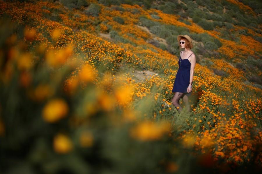 A woman walks through a massive spring wildflower bloom caused by a wet winter in Lake Elsinore. California,Southern California,California's desert blooms,wildflower bloom,biggest wildflower bloom