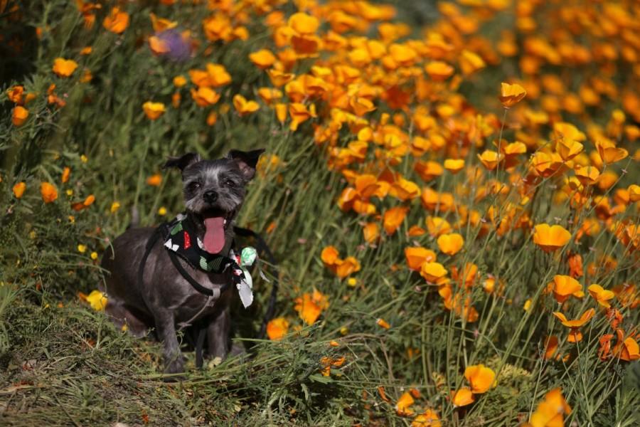 A dog stands in a massive spring wildflower bloom caused by a wet winter in Lake Elsinore. California,Southern California,California's desert blooms,wildflower bloom,biggest wildflower bloom