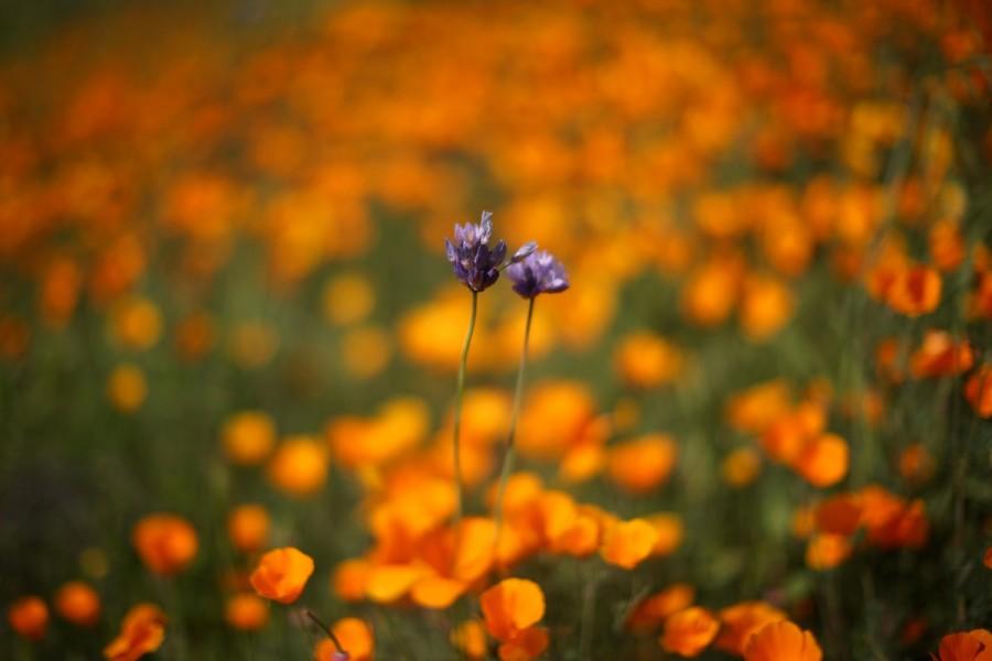 A massive spring wildflower bloom caused by a wet winter is seen in Lake Elsinore. California,Southern California,California's desert blooms,wildflower bloom,biggest wildflower bloom