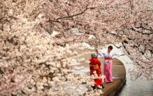 Women in kimonos take photos under the cherry blossoms along the Tidal Basin on a misty morning in Washington, U.S., March 27, 2017.