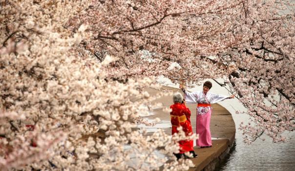 Women in kimonos take photos under the cherry blossoms along the Tidal Basin on a misty morning in Washington, U.S., March 27, 2017.