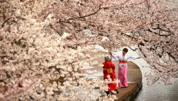 Cherry blossoms,Cherry blossoms in bloom,spring,spring season,Cherry blossoms pics,Cherry blossoms images,Cherry blossoms photos,Cherry blossoms stills,Cherry blossoms pictures