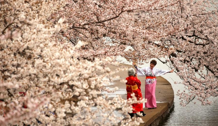 Women in kimonos take photos under the cherry blossoms along the Tidal Basin on a misty morning in Washington, U.S., March 27, 2017. Cherry blossoms,Cherry blossoms in bloom,spring,spring season,Cherry blossoms pics,Cherry blossoms images,Cherry blossoms photos,Cherry blossoms stills,Cherry blossoms pictures