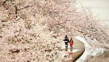 Cherry blossoms,Cherry blossoms in bloom,spring,spring season,Cherry blossoms pics,Cherry blossoms images,Cherry blossoms photos,Cherry blossoms stills,Cherry blossoms pictures