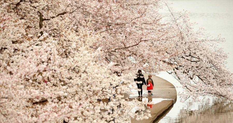 A child looks back from beneath a canopy of cherry blossoms along the Tidal Basin on a misty morning in Washington, U.S., March 27, 2017. Cherry blossoms,Cherry blossoms in bloom,spring,spring season,Cherry blossoms pics,Cherry blossoms images,Cherry blossoms photos,Cherry blossoms stills,Cherry blossoms pictures