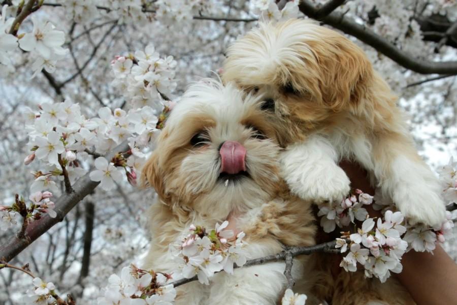 Puppies are seen holding for photo with the cherry blossom flowers blooming near the Washington Monument. Cherry blossoms,Cherry blossoms in bloom,spring,spring season,Cherry blossoms pics,Cherry blossoms images,Cherry blossoms photos,Cherry blossoms stills,Cherry blossoms pictures