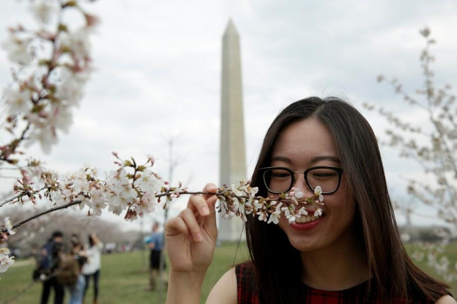 A woman smells the cherry blossom flowers blooming near the Washington Monument in Washington. Cherry blossoms,Cherry blossoms in bloom,spring,spring season,Cherry blossoms pics,Cherry blossoms images,Cherry blossoms photos,Cherry blossoms stills,Cherry blossoms pictures