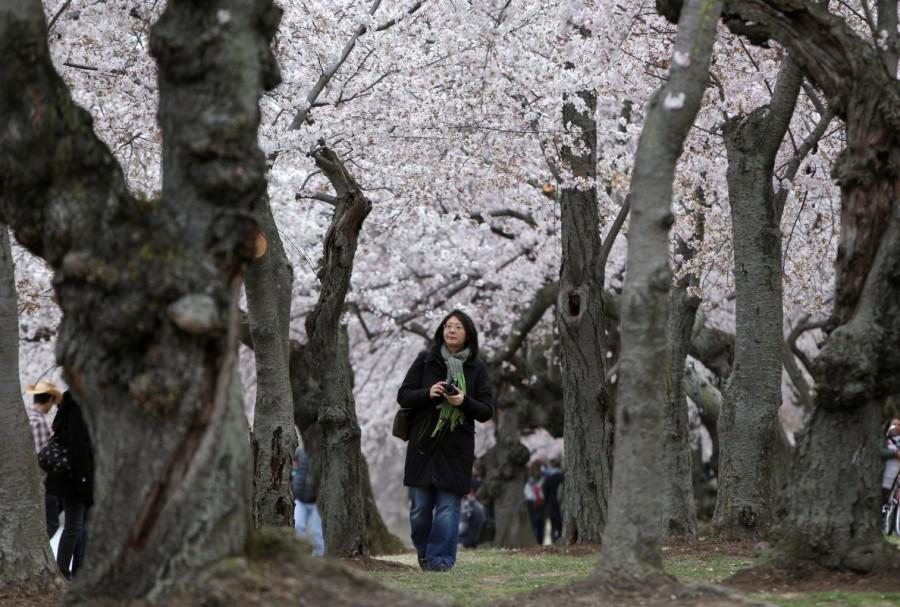 A woman walks under blooming cherry trees in Washington, U.S., March 26, 2017. Cherry blossoms,Cherry blossoms in bloom,spring,spring season,Cherry blossoms pics,Cherry blossoms images,Cherry blossoms photos,Cherry blossoms stills,Cherry blossoms pictures