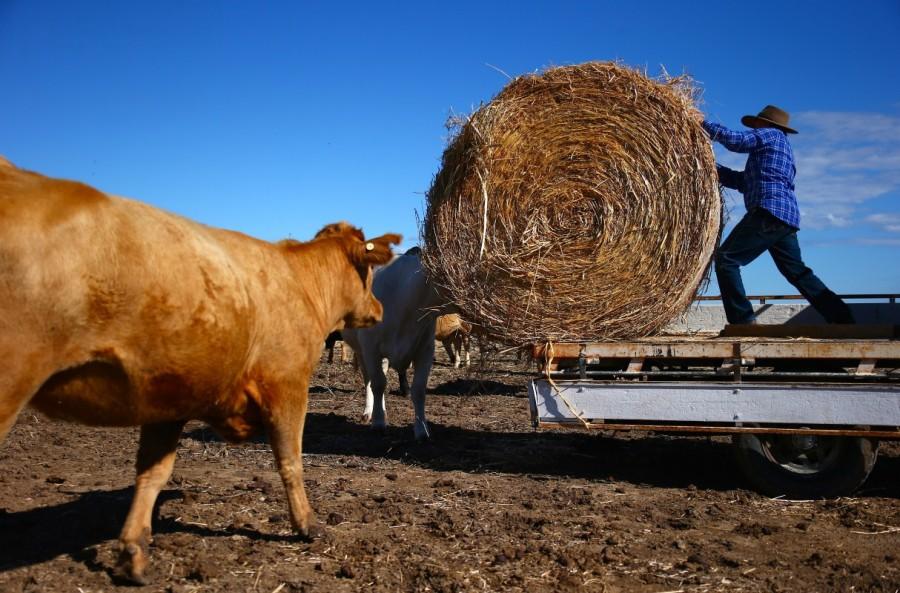 May McKeown rolls a bail of hay off her truck. Solitary life,Australia,Australia Outback,May McKeown,remote Australia