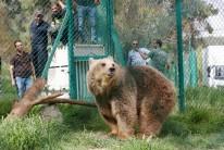 Lola the bear, one of two surviving animals in Mosul's zoo, along with Simba the lion, is seen at an enclosure in the shelter after arriving to an animal rehabilitation shelter in Jordan, April 11, 2017. The last two surviving animals from Mosul's dilapidated zoo arrived this week at an animal shelter in Jordan, after months of malnutrition and a long journey out of Iraq that included being stuck at the border for 12 days.
