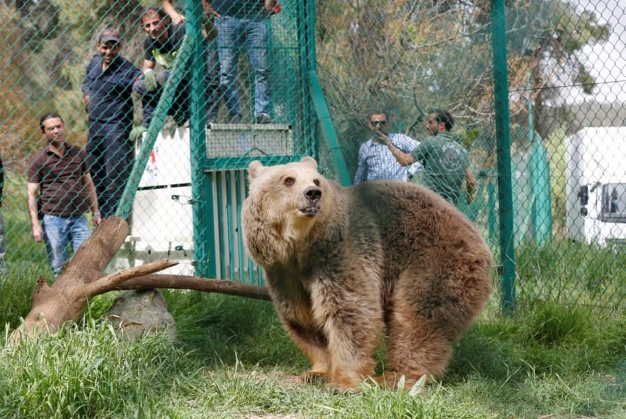 Lola the bear, one of two surviving animals in Mosul's zoo, along with Simba the lion, is seen at an enclosure in the shelter after arriving to an animal rehabilitation shelter in Jordan, April 11, 2017. The last two surviving animals from Mosul's dilapidated zoo arrived this week at an animal shelter in Jordan, after months of malnutrition and a long journey out of Iraq that included being stuck at the border for 12 days. Mosul,lion and bear saved,lion and bear,lion,bear,Mosul zoo,Simba