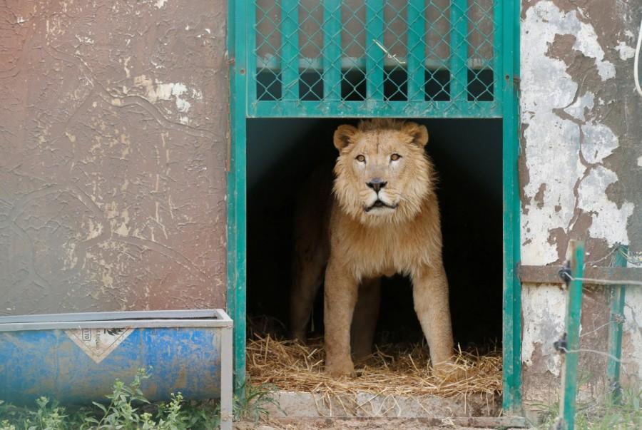 Simba the lion is seen at an enclosure in the shelter after arriving to an animal rehabilitation shelter in Jordan. Neighbours fed Simba and Lola until the fighting became too fierce. They said a shell once hit the park, sending hungry monkeys out of their enclosures. Other animals were killed, died of starvation or escaped. Mosul,lion and bear saved,lion and bear,lion,bear,Mosul zoo,Simba