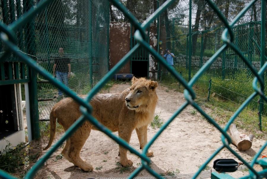 Simba the lion is seen at an enclosure in the shelter after arriving to an animal rehabilitation shelter in Jordan. The two animals will go through a rehabilitation program that involves hand-feeding them through the fence before being transferred to larger enclosures when their health stabilizes. Mosul,lion and bear saved,lion and bear,lion,bear,Mosul zoo,Simba
