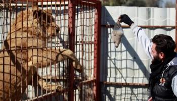 Mosul,lion and bear saved,lion and bear,lion,bear,Mosul zoo,Simba