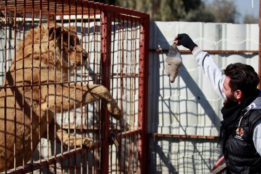 A local volunteer working with the international animal welfare charity "Four Paws" feeds a dead bird to a lion as he provides treatment to animals at Nour Park in Mosul's zoo. Mosul,lion and bear saved,lion and bear,lion,bear,Mosul zoo,Simba