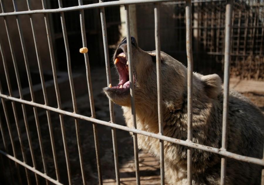 A bear reacts in a cage before receiving treatment from members of the international animal welfare charity "Four Paws" at Nour Park in Mosul's zoo, Iraq. Mosul,lion and bear saved,lion and bear,lion,bear,Mosul zoo,Simba