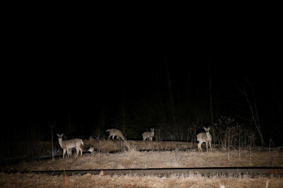 Deer graze along railway tracks near the Canada-U.S. border in Emerson. Minnesota,Manitoba,Minnesota to Manitoba,asylum,Migrants,Donald Trump,Canadian border