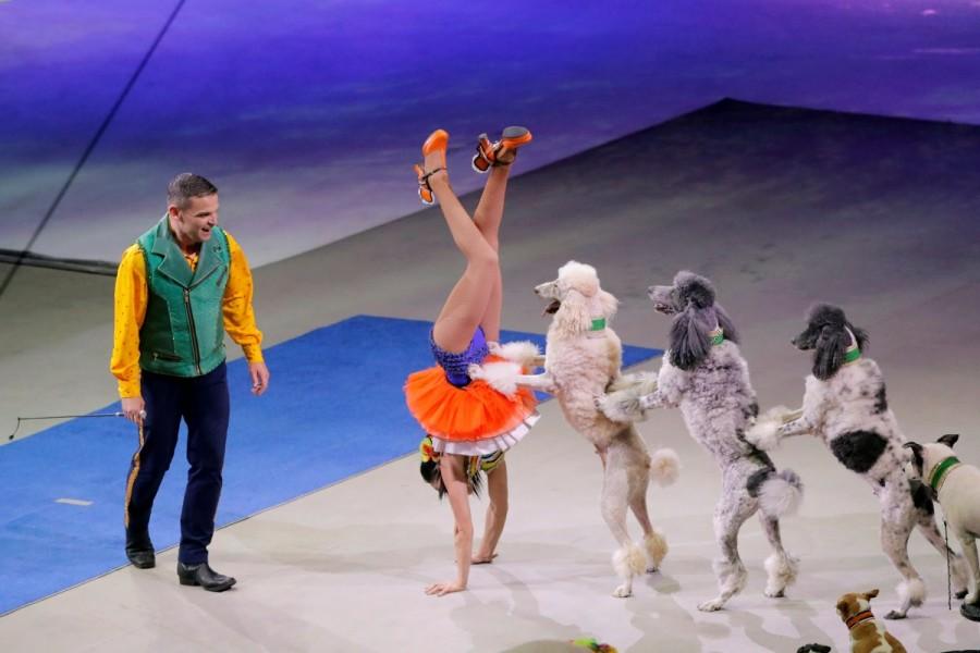 Animal trainers Hans and Mary Klose perform during the last show of the Ringling Bros. and Barnum & Bailey circus at Nassau Coliseum in Uniondale, New York. Curtain closes on Ringling Brothers circus,Ringling Brothers circus,Ringling Bros and Barnum & Bailey Circus