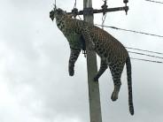 A leopard died of electrocution after it climbed an electricity pole in Mallaram forest area.
