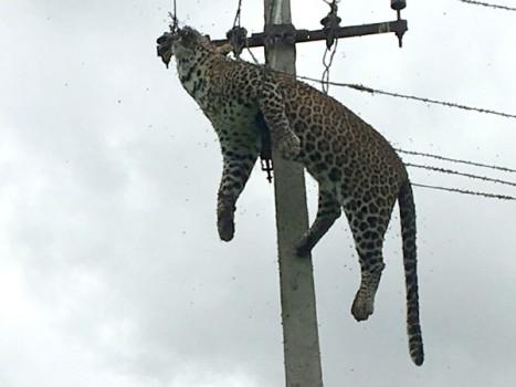 A leopard died of electrocution after it climbed an electricity pole in Mallaram forest area.