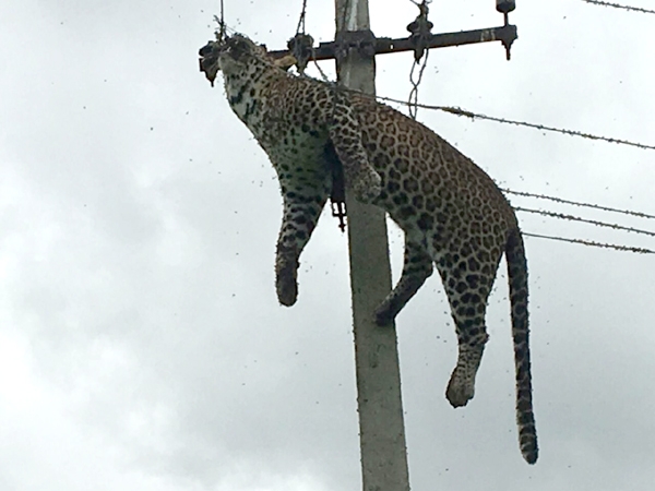 A leopard died of electrocution after it climbed an electricity pole in Mallaram forest area. Leopard climbs electric pole,Leopard on electric pole,Leopard dies current shock