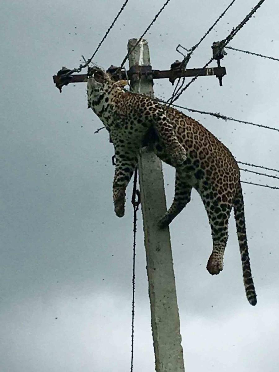 A leopard died of electrocution after it climbed an electricity pole in Mallaram forest area in Nizamabad district of Telangana. Leopard climbs electric pole,Leopard on electric pole,Leopard dies current shock