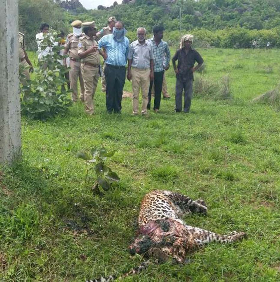 A leopard died of electrocution after it climbed an electricity pole in Mallaram forest area in Nizamabad district of Telangana on July 3, 2017. Leopard climbs electric pole,Leopard on electric pole,Leopard dies current shock