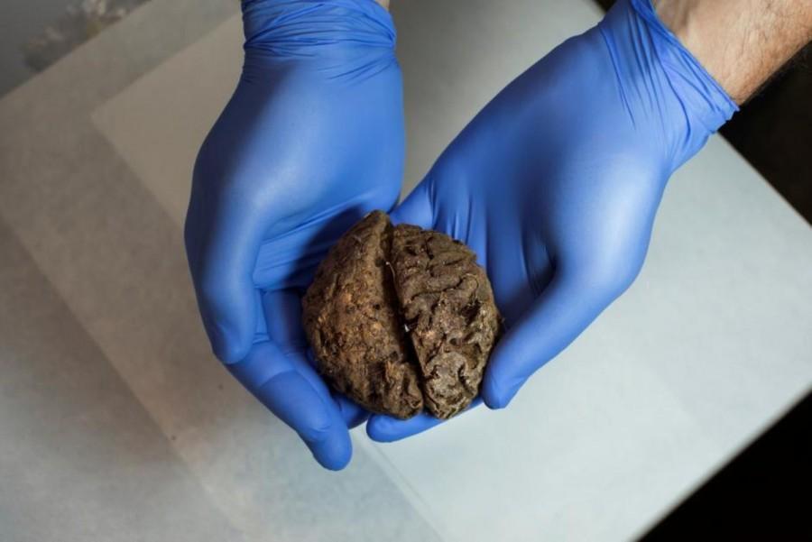 Archaeologists excavating a Spanish Civil War-era mass grave have found the naturally preserved brains of 45 people, eight decades after they were shot and buried on a hillside. Preserved brains,Spanish grave,Spanish Civil War
