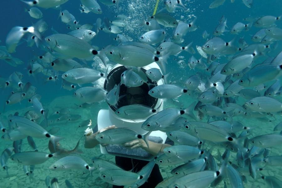 A woman dives and feeds fish. Croatia,Playing underwater,Playing underwater in Croatia