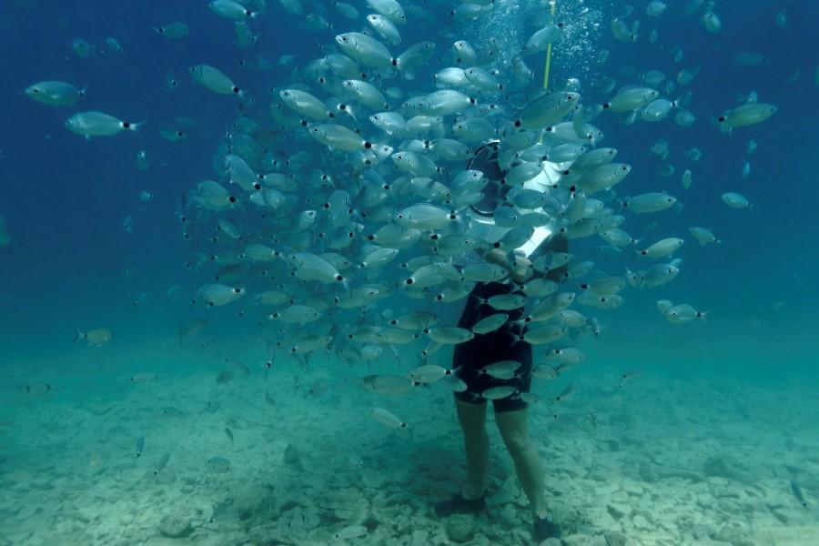 A diver feeds fish. Croatia,Playing underwater,Playing underwater in Croatia