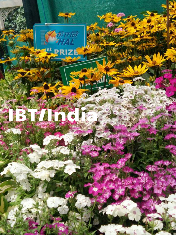 The collection of the plants has made it a veritable treasure house of plants. Lalbagh Flower show,Lalbagh Flower show 2017,Lalbagh Flower show pics,Lalbagh Flower show images,Lalbagh Flower show stills,Lalbagh Flower show pictures,Lalbagh Flower show phoots,Independence Day,Independence Day 2017