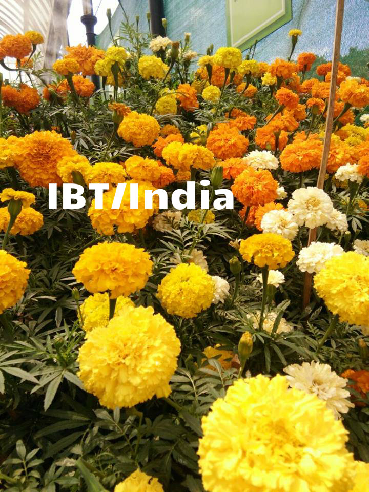 The 2017 Independence Day edition of Lalbagh flower show is the 206th flower show! Lalbagh Flower show,Lalbagh Flower show 2017,Lalbagh Flower show pics,Lalbagh Flower show images,Lalbagh Flower show stills,Lalbagh Flower show pictures,Lalbagh Flower show phoots,Independence Day,Independence Day 2017