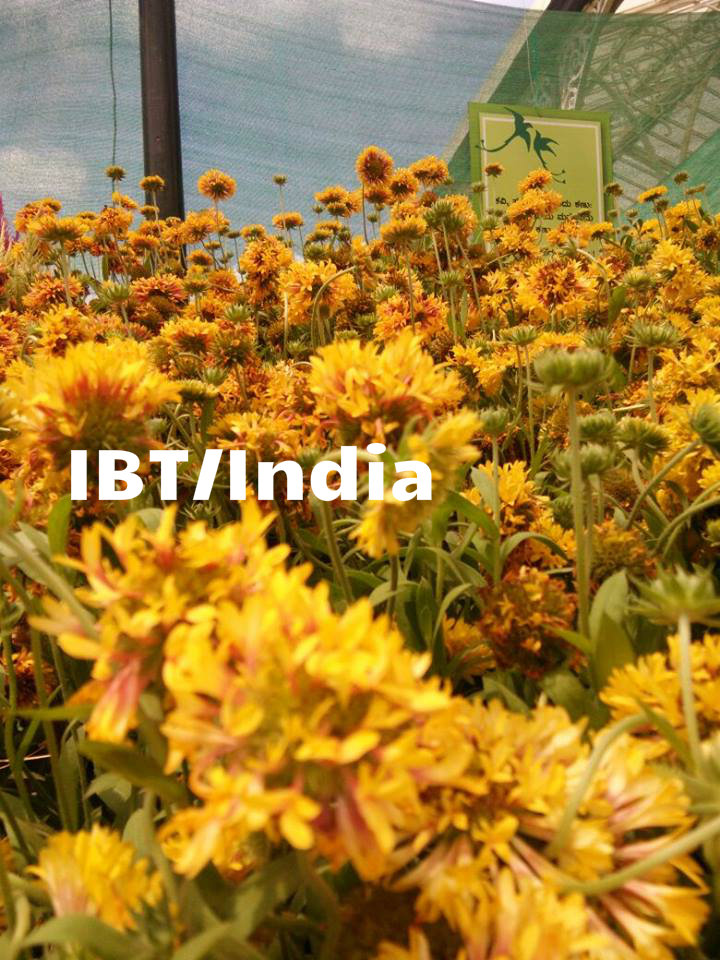 This 10-day floral extravaganza at Lalbagh will be held from August 4th to 15th 2017. Lalbagh Flower show,Lalbagh Flower show 2017,Lalbagh Flower show pics,Lalbagh Flower show images,Lalbagh Flower show stills,Lalbagh Flower show pictures,Lalbagh Flower show phoots,Independence Day,Independence Day 2017