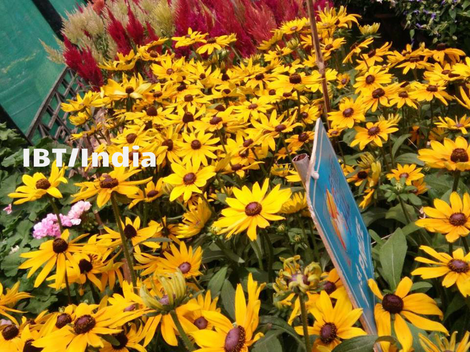 Over 500,000 visitors are expected to see this famous flower show. Lalbagh Flower show,Lalbagh Flower show 2017,Lalbagh Flower show pics,Lalbagh Flower show images,Lalbagh Flower show stills,Lalbagh Flower show pictures,Lalbagh Flower show phoots,Independence Day,Independence Day 2017