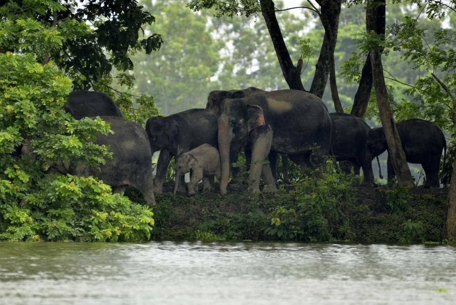 At least 225 animals have died in the Kaziranga National Park in Assam as a second wave of devastating floods lashed the state, park officials said on Saturday. As of Saturday, 30 per cent of the park was still inundated. Earlier this month, the first wave of floods had submerged over 70 per cent of the park and led to the death of 105 animals, park Director Satyendra Singh told IANS. "The flood water is starting to recede but the pace is very slow," Singh said. "It will take another few days to completely recede." Assam floods,225 animals dead in Kaziranga,Kaziranga National Park