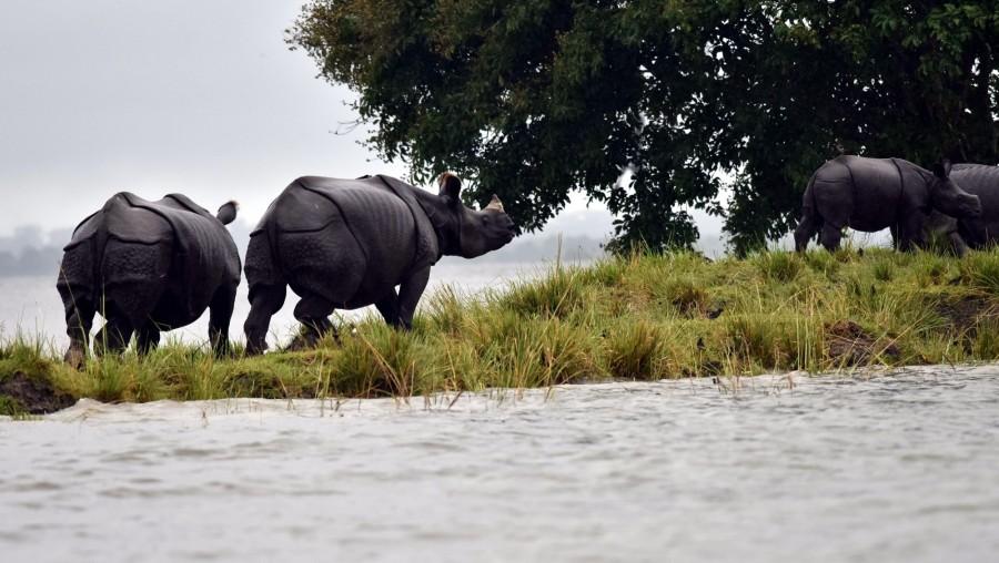 The dead animals include 178 hog deer, 15 rhinos, four elephants and one tiger. The second wave of floods hit the state earlier this month, submerging 25 districts and affecting over 33 lakh people. The floods also damaged houses and public buildings, breached embankments, damaged roads and washed away bridges. Assam floods,225 animals dead in Kaziranga,Kaziranga National Park