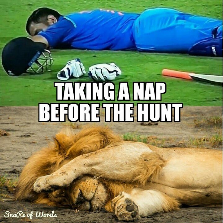 Captain Cool: MS Dhoni sleeps on field and Twitterati can’t stop loving him MS Dhoni,Dhoni sleeps on field,MS Dhoni memes,Dhoni memes,Dhoni funny memes,Captain Cool,captain cool dhoni
