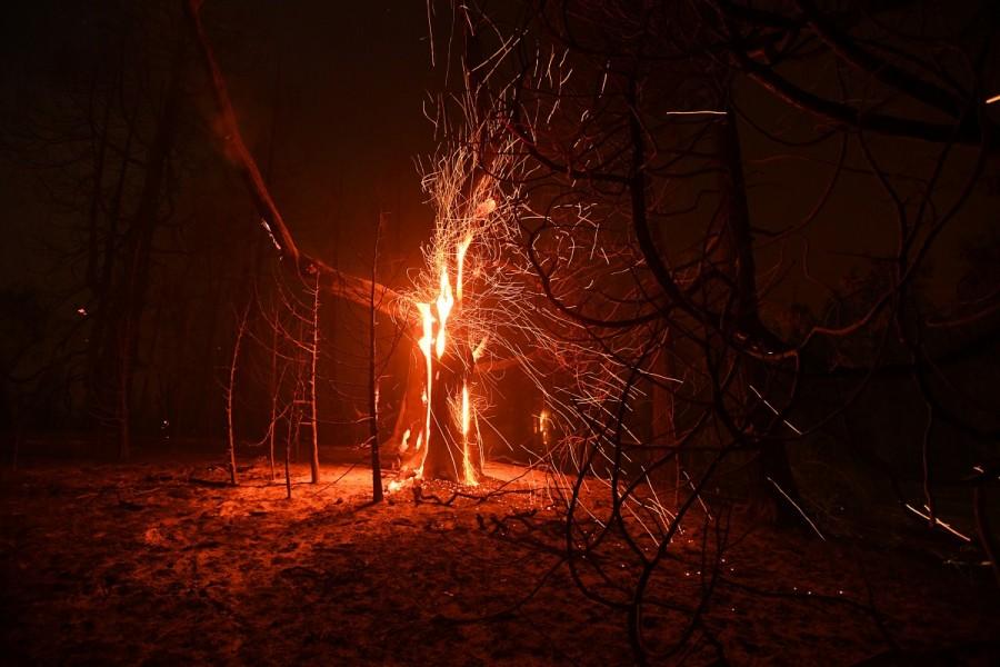 Embers fly from a tree as the Ponderosa Fire burns east of Oroville. Fast-moving wildfire,wildfire,wildfire in Northern California,Northern California,California,California wildfire