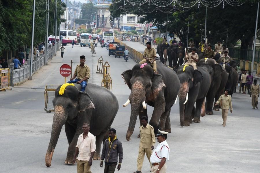 On Thursday, Chief Minister Siddaramaiah will inaugurate the Dasara flower show, one of the main attractions of the fest. The flower show is expected to have over 3.5 lakh visitors, according to officials. Cultural events, also to be inaugurated by the Chief Minister in the evening, will include several dance performances by the likes of Padma Shri Shobana, folk performances, Hindustani and Carnatic music concerts, farmer Dasara exhibition, food melas, film festival etc., that would be held across various venues in the city. Mysore,Mysore Dasara,mysore dasara in photos,Mysore Dasara festival,Dasara festival,Mysore Dasara festival pics,Mysore Dasara festival images,Mysore Dasara festival stills,Mysore Dasara festival pictures,Mysore Dasara festival photos